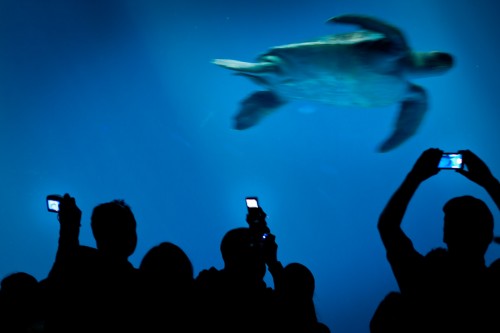 The Creatures At The Aquarium - Monterey, CA